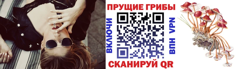 Псилоцибиновые грибы MAGIC MUSHROOMS  сколько стоит  Великий Новгород 